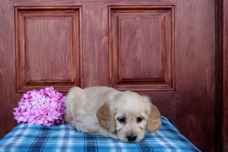 puppy, for, sale, Mini  Goldendoodle, Matthew B. Stoltzfus, dog, breeder, Gap, PA, dog-breeder, puppy-for-sale, forsale, nearby, find, puppyfind, locator, puppylocator, aca