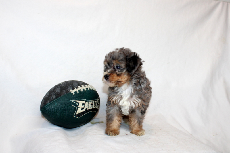 puppy, for, sale, Mini Bernedoodle F2, Matthew B. Stoltzfus, dog, breeder, Gap, PA, dog-breeder, puppy-for-sale, forsale, nearby, find, puppyfind, locator, puppylocator, aca