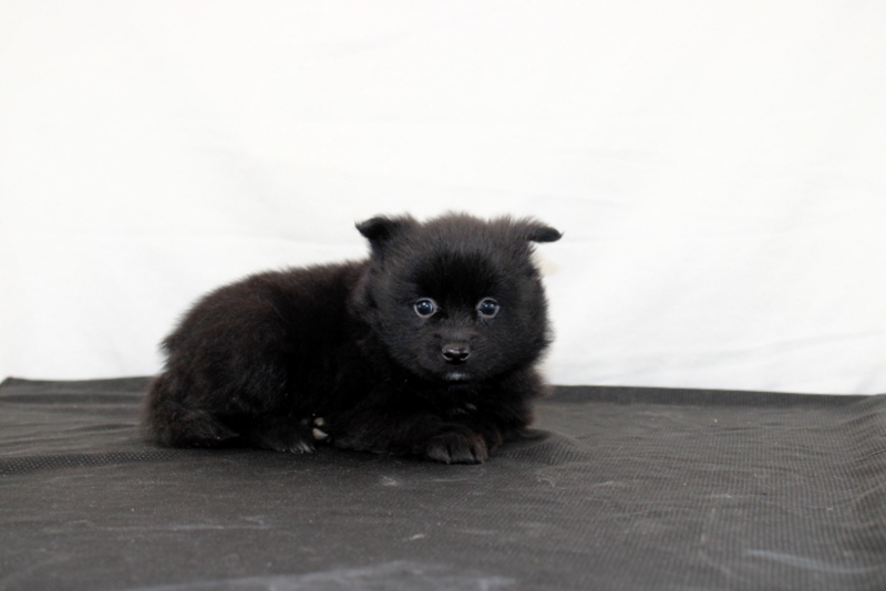 puppy, for, sale, Pomeranian, Matthew B. Stoltzfus, dog, breeder, Gap, PA, dog-breeder, puppy-for-sale, forsale, nearby, find, puppyfind, locator, puppylocator, aca