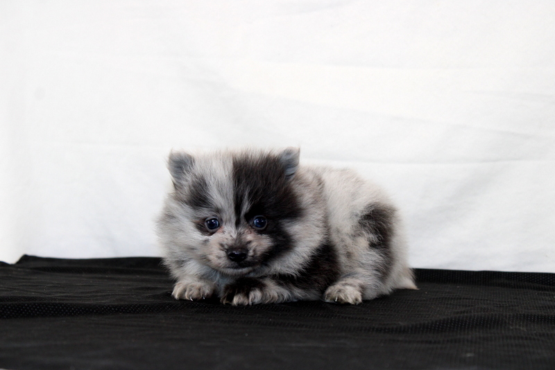 puppy, for, sale, Pomeranian, Matthew B. Stoltzfus, dog, breeder, Gap, PA, dog-breeder, puppy-for-sale, forsale, nearby, find, puppyfind, locator, puppylocator, aca