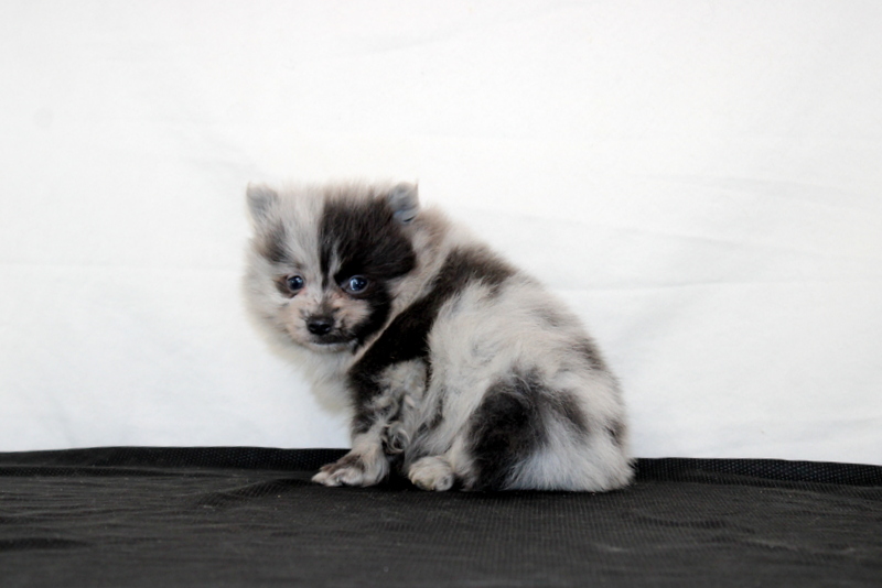 puppy, for, sale, Pomeranian, Matthew B. Stoltzfus, dog, breeder, Gap, PA, dog-breeder, puppy-for-sale, forsale, nearby, find, puppyfind, locator, puppylocator, aca