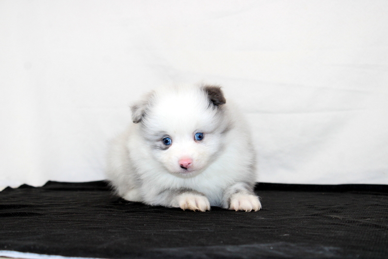 puppy, for, sale, Pomeranian, Matthew B. Stoltzfus, dog, breeder, Gap, PA, dog-breeder, puppy-for-sale, forsale, nearby, find, puppyfind, locator, puppylocator, aca