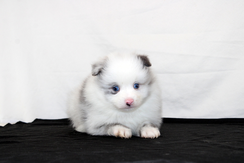 puppy, for, sale, Pomeranian, Matthew B. Stoltzfus, dog, breeder, Gap, PA, dog-breeder, puppy-for-sale, forsale, nearby, find, puppyfind, locator, puppylocator, aca