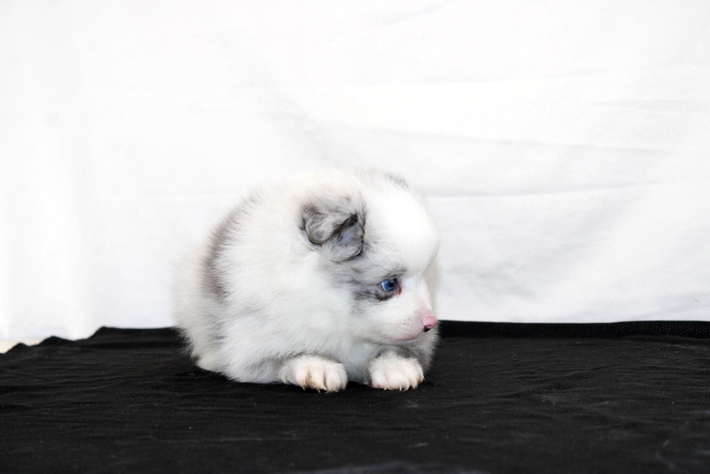 puppy, for, sale, Pomeranian, Matthew B. Stoltzfus, dog, breeder, Gap, PA, dog-breeder, puppy-for-sale, forsale, nearby, find, puppyfind, locator, puppylocator, aca