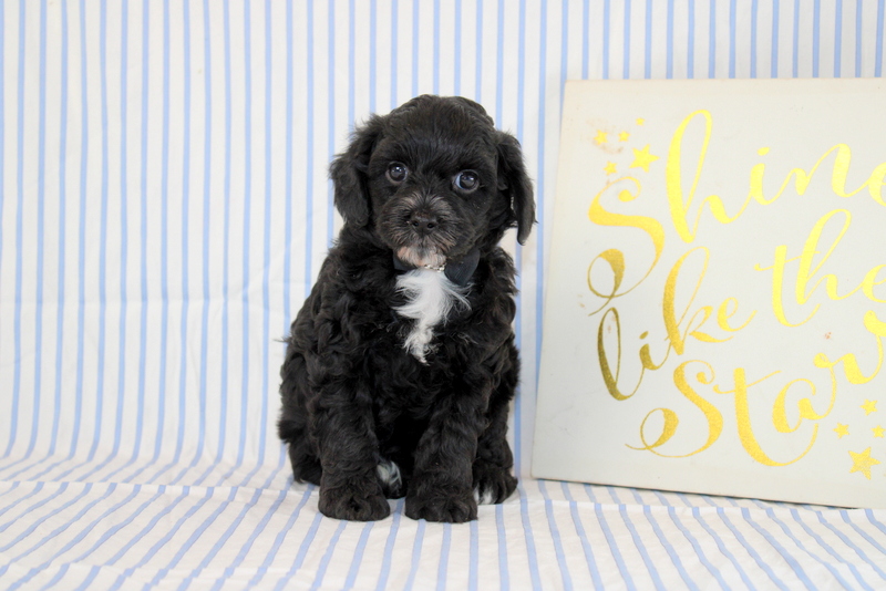 puppy, for, sale, Cavapoo, Matthew B. Stoltzfus, dog, breeder, Gap, PA, dog-breeder, puppy-for-sale, forsale, nearby, find, puppyfind, locator, puppylocator, aca