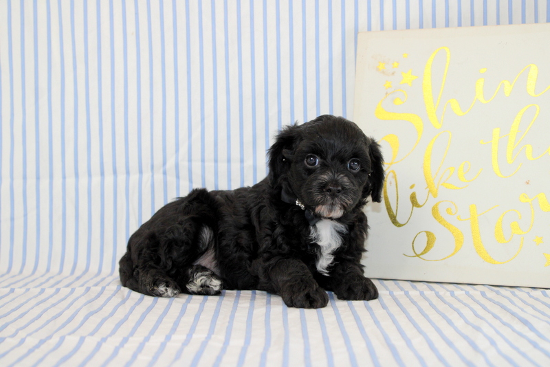 puppy, for, sale, Cavapoo, Matthew B. Stoltzfus, dog, breeder, Gap, PA, dog-breeder, puppy-for-sale, forsale, nearby, find, puppyfind, locator, puppylocator, aca