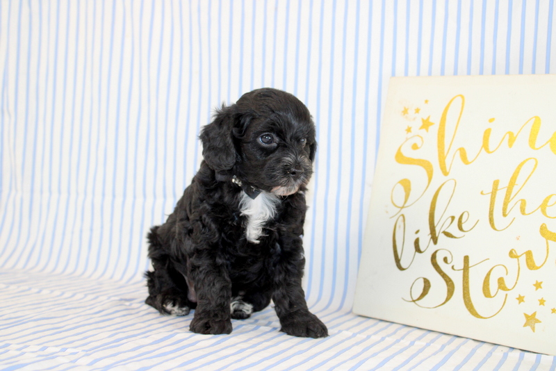 puppy, for, sale, Cavapoo, Matthew B. Stoltzfus, dog, breeder, Gap, PA, dog-breeder, puppy-for-sale, forsale, nearby, find, puppyfind, locator, puppylocator, aca