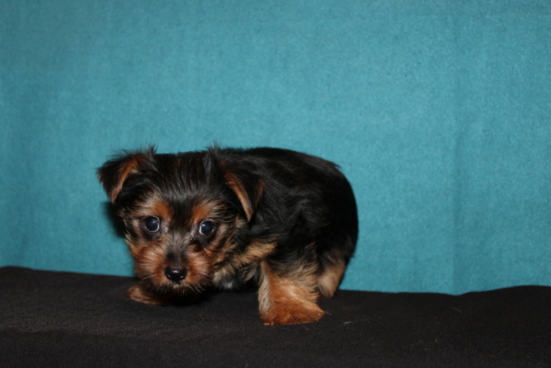 puppy, for, sale, Yorkshire Terrier, Matthew B. Stoltzfus, dog, breeder, Gap, PA, dog-breeder, puppy-for-sale, forsale, nearby, find, puppyfind, locator, puppylocator, aca