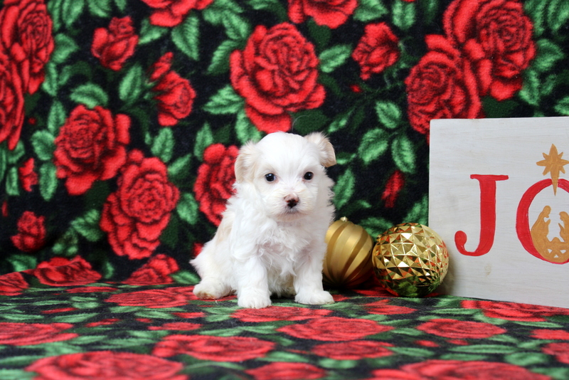 puppy, for, sale, Maltipoo, Matthew B. Stoltzfus, dog, breeder, Gap, PA, dog-breeder, puppy-for-sale, forsale, nearby, find, puppyfind, locator, puppylocator, aca
