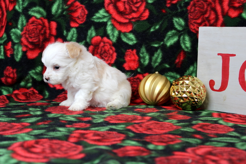 puppy, for, sale, Maltipoo, Matthew B. Stoltzfus, dog, breeder, Gap, PA, dog-breeder, puppy-for-sale, forsale, nearby, find, puppyfind, locator, puppylocator, aca