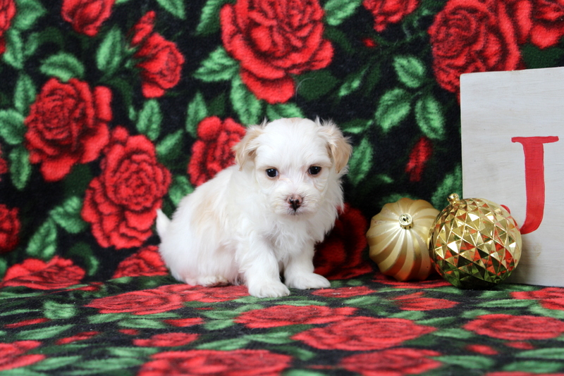 puppy, for, sale, Maltipoo, Matthew B. Stoltzfus, dog, breeder, Gap, PA, dog-breeder, puppy-for-sale, forsale, nearby, find, puppyfind, locator, puppylocator, aca