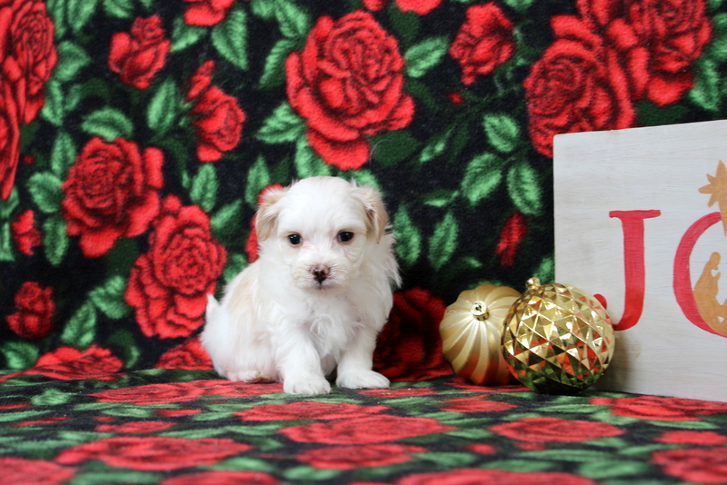 puppy, for, sale, Maltipoo, Matthew B. Stoltzfus, dog, breeder, Gap, PA, dog-breeder, puppy-for-sale, forsale, nearby, find, puppyfind, locator, puppylocator, aca