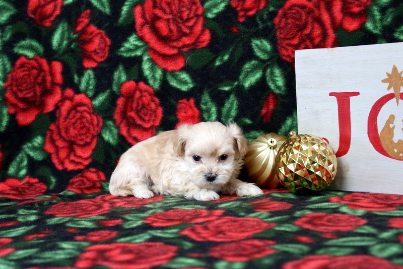 puppy, for, sale, Maltipoo, Matthew B. Stoltzfus, dog, breeder, Gap, PA, dog-breeder, puppy-for-sale, forsale, nearby, find, puppyfind, locator, puppylocator, aca