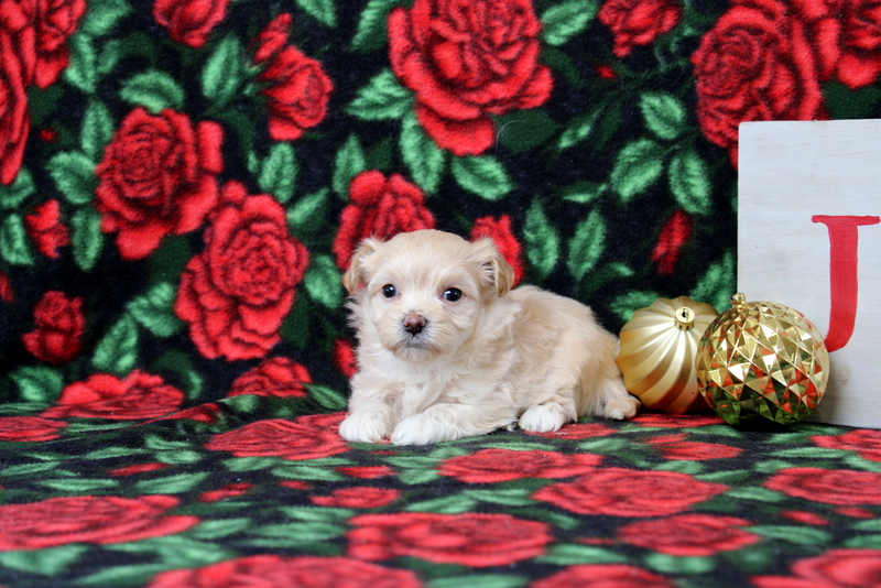 puppy, for, sale, Maltipoo, Matthew B. Stoltzfus, dog, breeder, Gap, PA, dog-breeder, puppy-for-sale, forsale, nearby, find, puppyfind, locator, puppylocator, aca