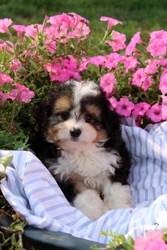 puppy, for, sale, Mini Bernedoodle F2, Matthew B. Stoltzfus, dog, breeder, Gap, PA, dog-breeder, puppy-for-sale, forsale, nearby, find, puppyfind, locator, puppylocator, aca