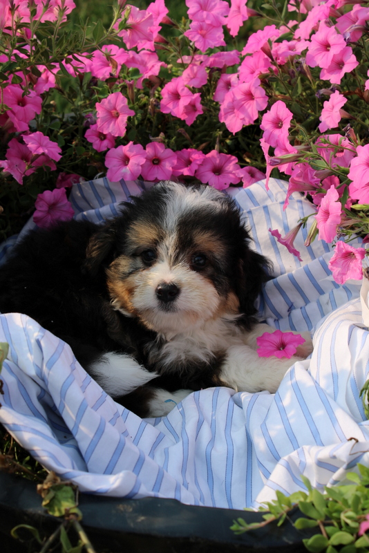 puppy, for, sale, Mini Bernedoodle F2, Matthew B. Stoltzfus, dog, breeder, Gap, PA, dog-breeder, puppy-for-sale, forsale, nearby, find, puppyfind, locator, puppylocator, aca