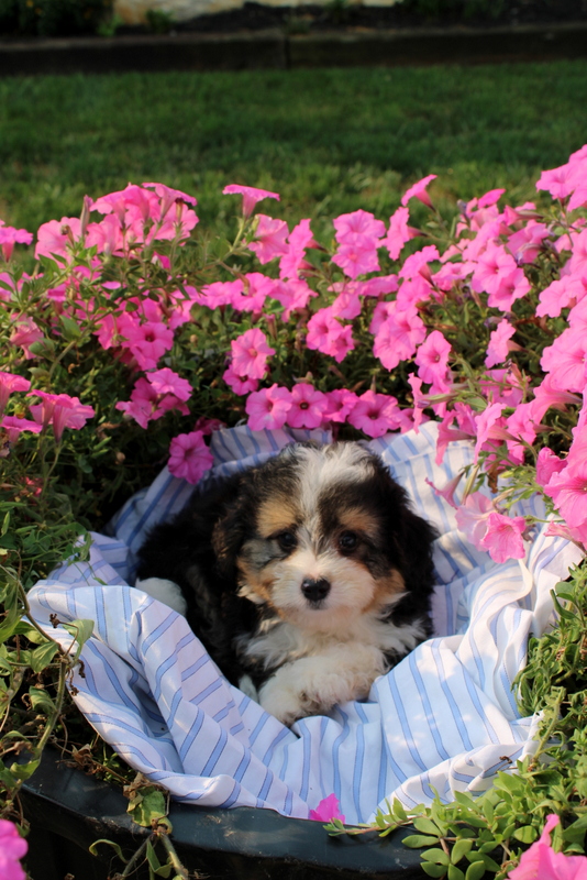 puppy, for, sale, Mini Bernedoodle F2, Matthew B. Stoltzfus, dog, breeder, Gap, PA, dog-breeder, puppy-for-sale, forsale, nearby, find, puppyfind, locator, puppylocator, aca