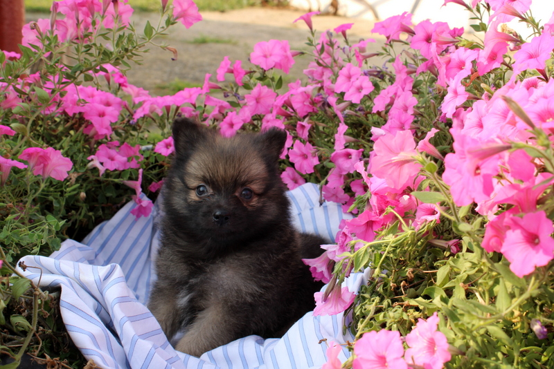 puppy, for, sale, Pomeranian, Matthew B. Stoltzfus, dog, breeder, Gap, PA, dog-breeder, puppy-for-sale, forsale, nearby, find, puppyfind, locator, puppylocator, aca