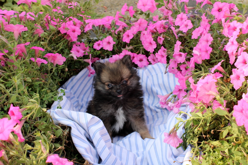puppy, for, sale, Pomeranian, Matthew B. Stoltzfus, dog, breeder, Gap, PA, dog-breeder, puppy-for-sale, forsale, nearby, find, puppyfind, locator, puppylocator, aca