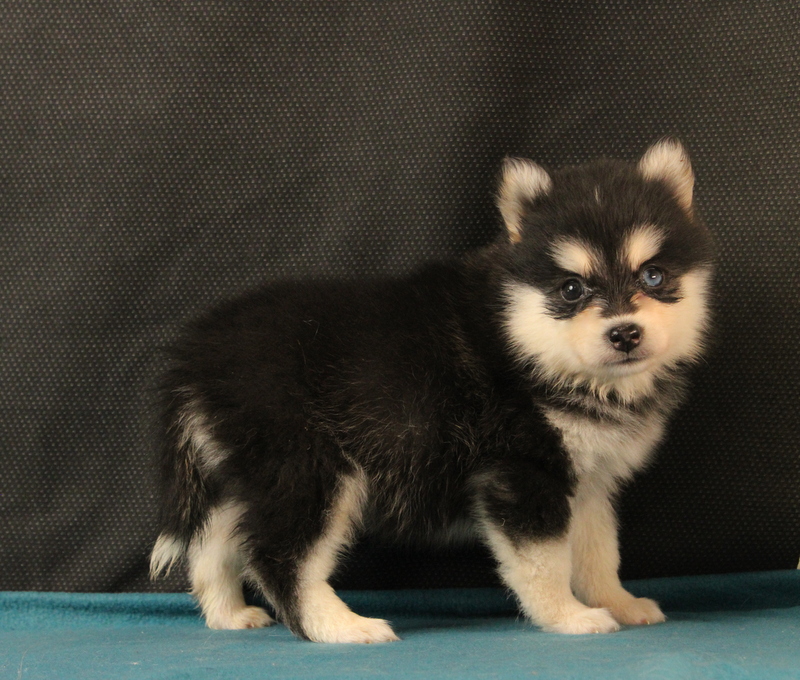 puppy, for, sale, Pomsky, Matthew B. Stoltzfus, dog, breeder, Gap, PA, dog-breeder, puppy-for-sale, forsale, nearby, find, puppyfind, locator, puppylocator, aca