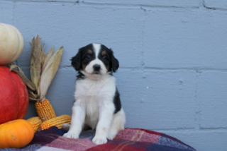 puppy, for, sale, Bernadoodle, Matthew B. Stoltzfus, dog, breeder, Gap, PA, dog-breeder, puppy-for-sale, forsale, nearby, find, puppyfind, locator, puppylocator, aca